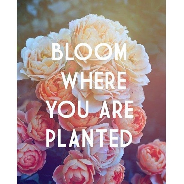 Bloom where you are planted Bloom where you are planted