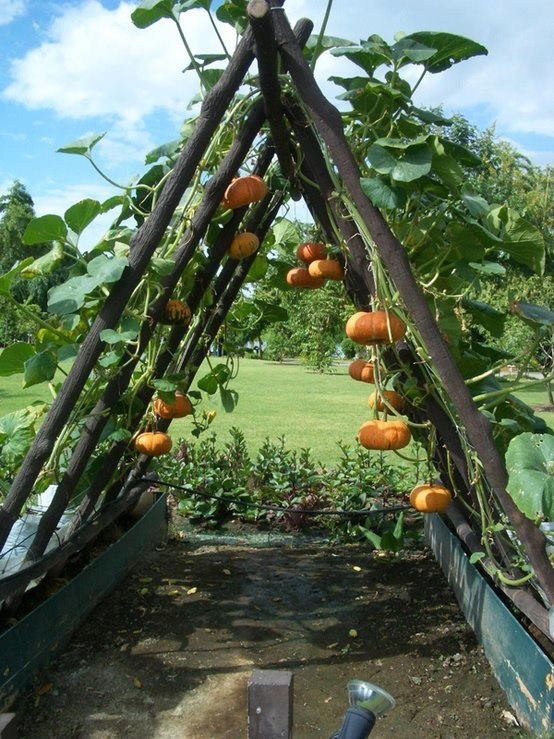 Mini Pumpkin garden Mini Pumpkin garden