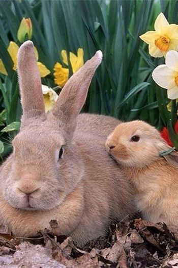 Cute Rabbits Cute Rabbits