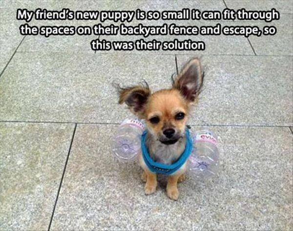 Keep small puppy inside the fence