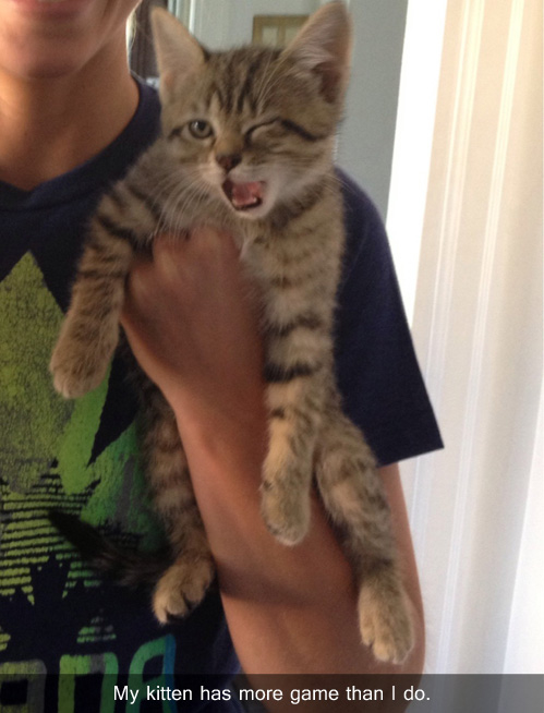 Kitten with Swag Kitten with Swag