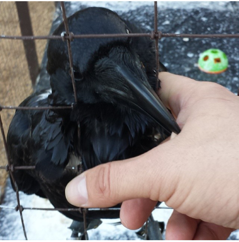 Salem the Raven