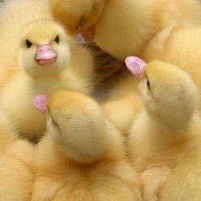Chicks Chicks