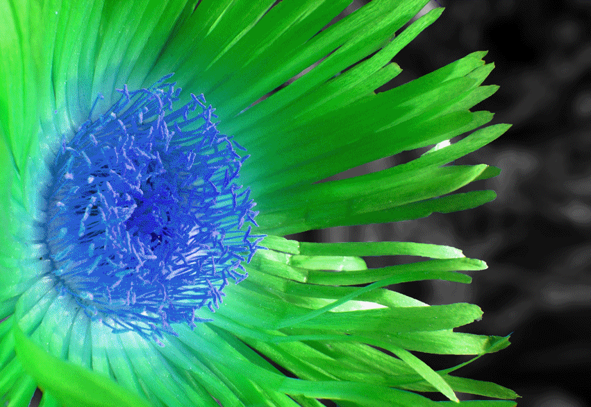 Trippy Colorful Flower Trippy Colorful Flower