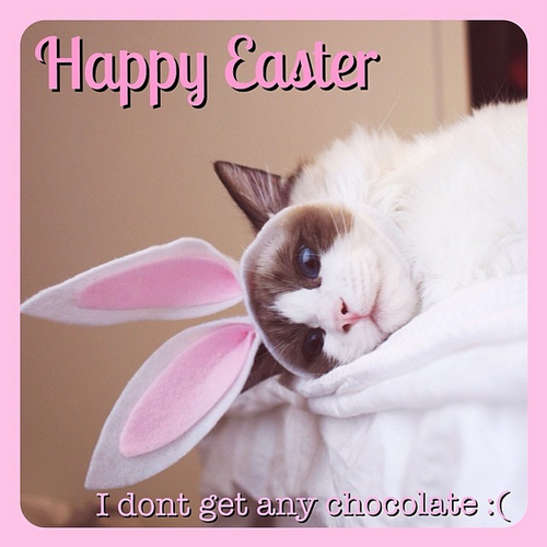 Happy Easter, I dont get any chocolate Happy Easter, I dont get any chocolate