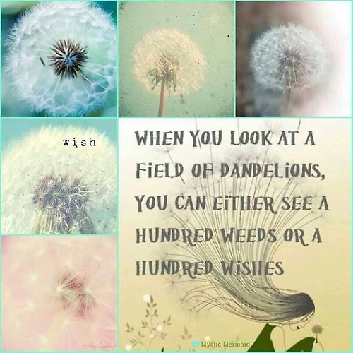 a field of dandelions
