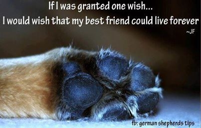 if I was granted one wish