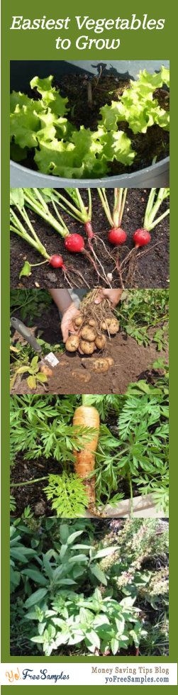 Easiest Vegetables to Grow Easiest Vegetables to Grow