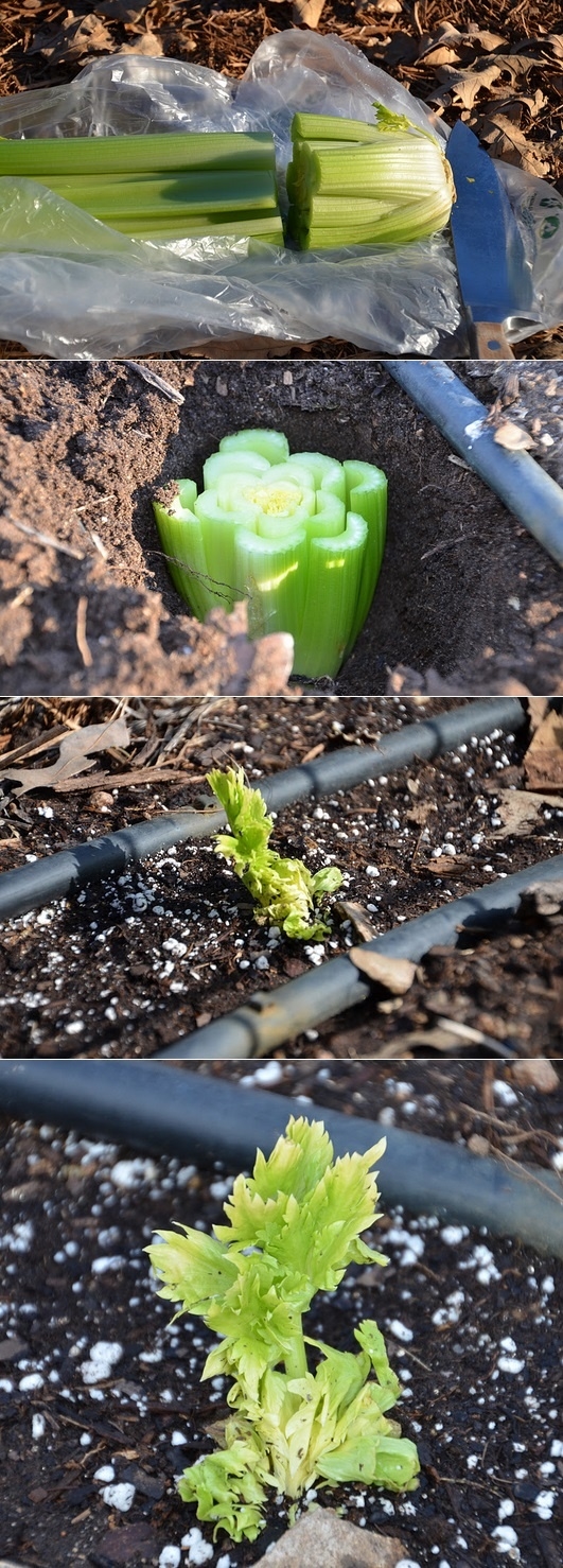 Planting A Celery Bottom Will Produce A New Stock Of Celery Planting A Celery Bottom Will Produce A New Stock Of Celery