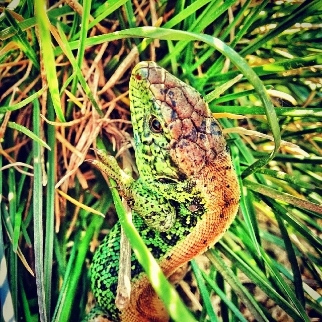 Lizard