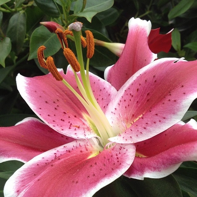 Lily