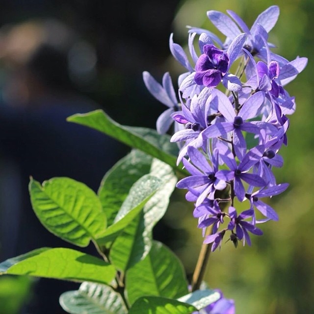 Purple blooms Purple blooms