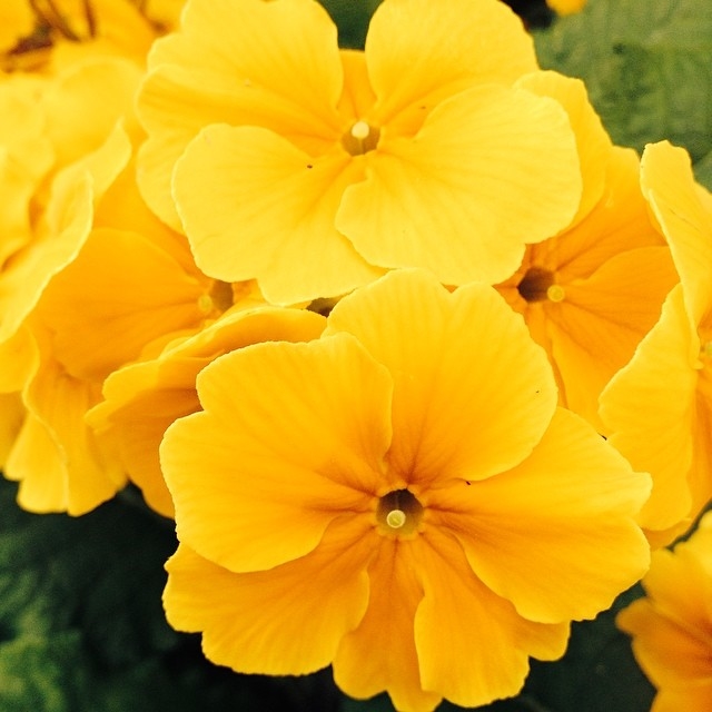 Yellow botanical flowers