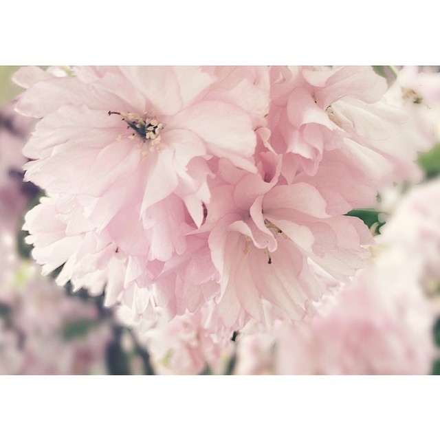 Cherry blossoms