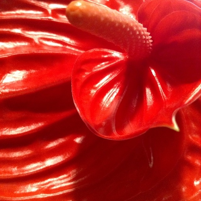 Anthurium