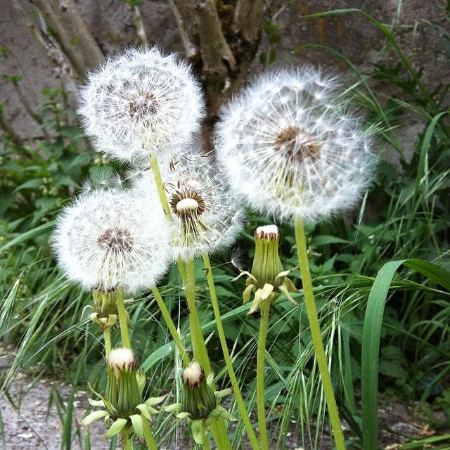Dandelions