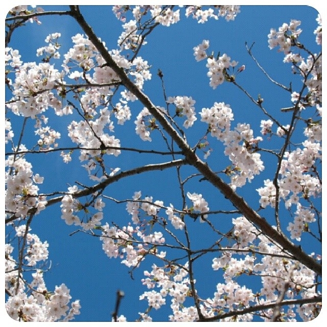 Cherry blossoms Cherry blossoms