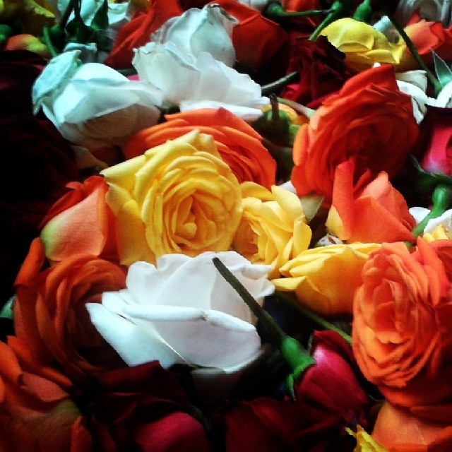 Colorful roses