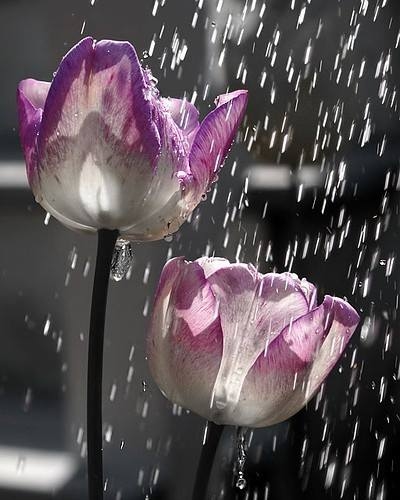 Flowers in the rain Flowers in the rain