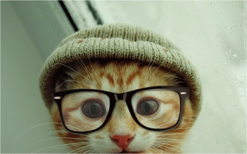Smart Kitten