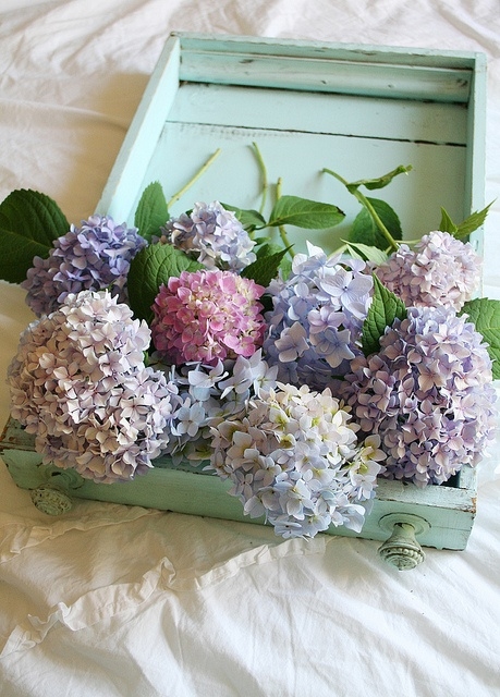 Colorful Hydrangeas Colorful Hydrangeas