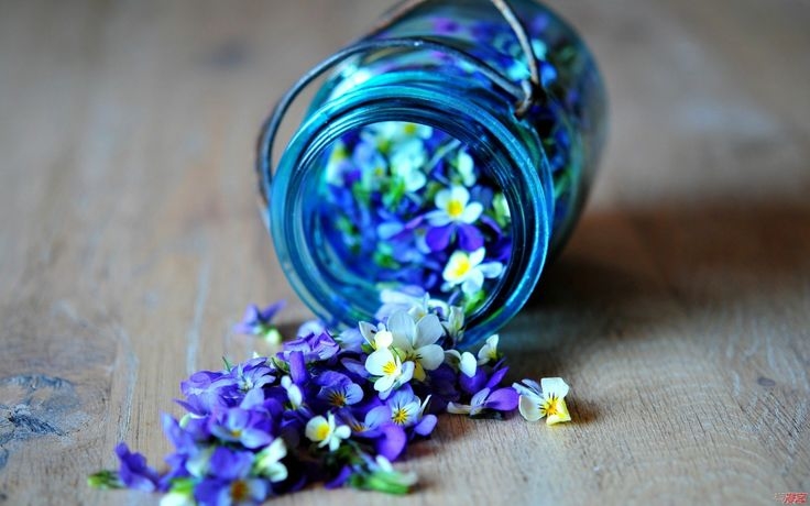 Petals Petals