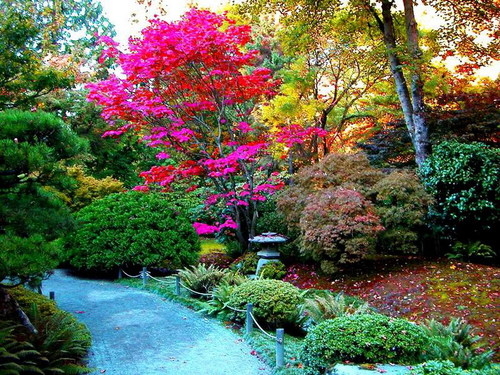 Beautiful colorful garden