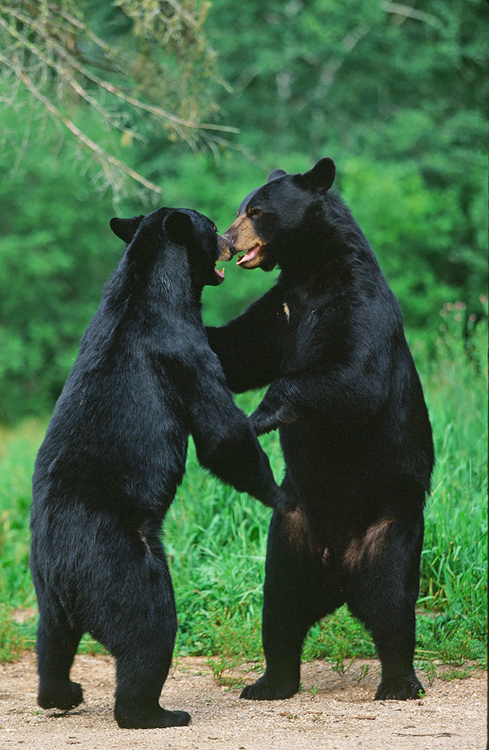 Playing bears Playing bears
