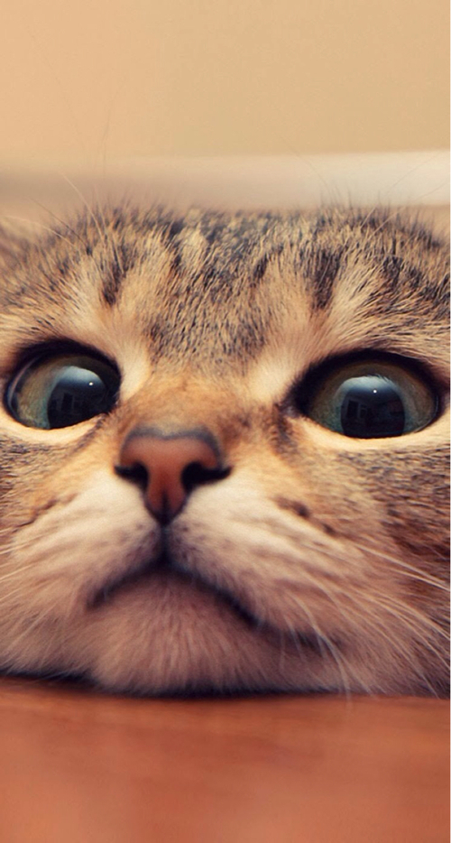 Closeup kitten Closeup kitten