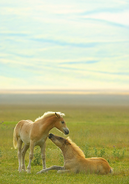 Pony horses