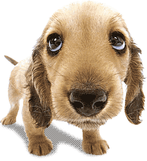 Cute dog