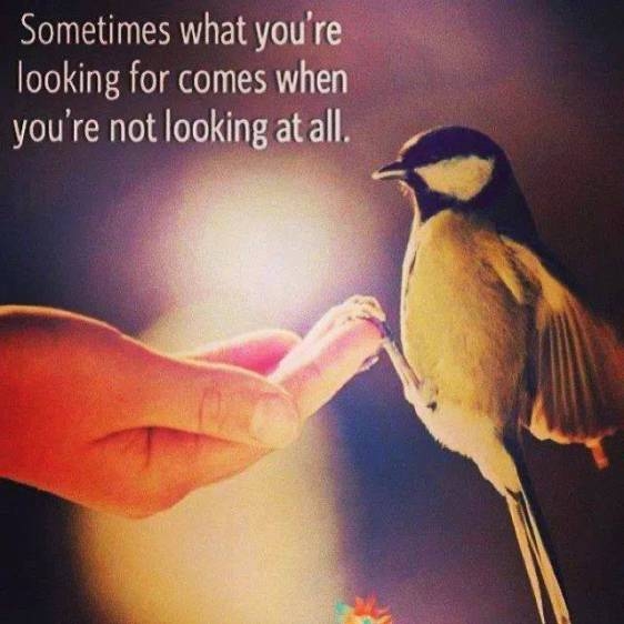 What your looking for What your looking for