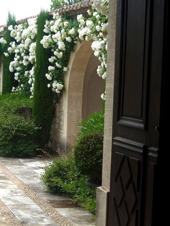 Climbing White Roses Around Arched Doorway