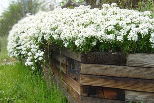 Candytuft in Wooden Planter Candytuft in Wooden Planter