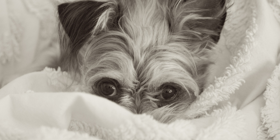Cute Puppy