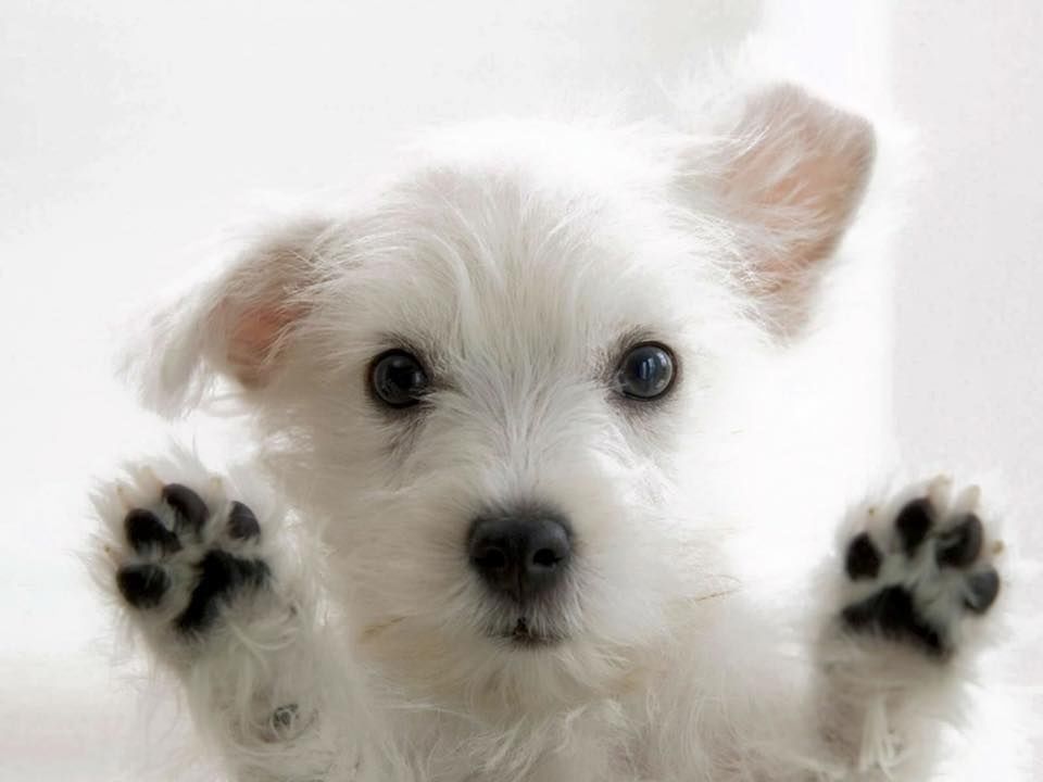 Dog wants In