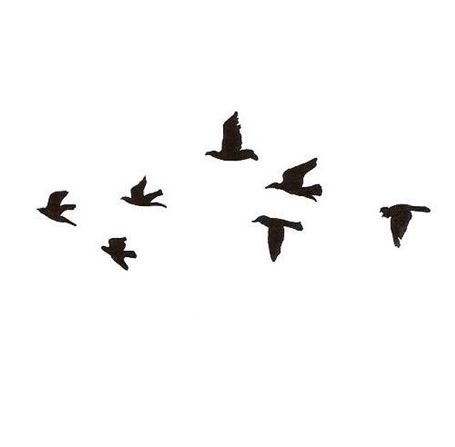 Dove Dove