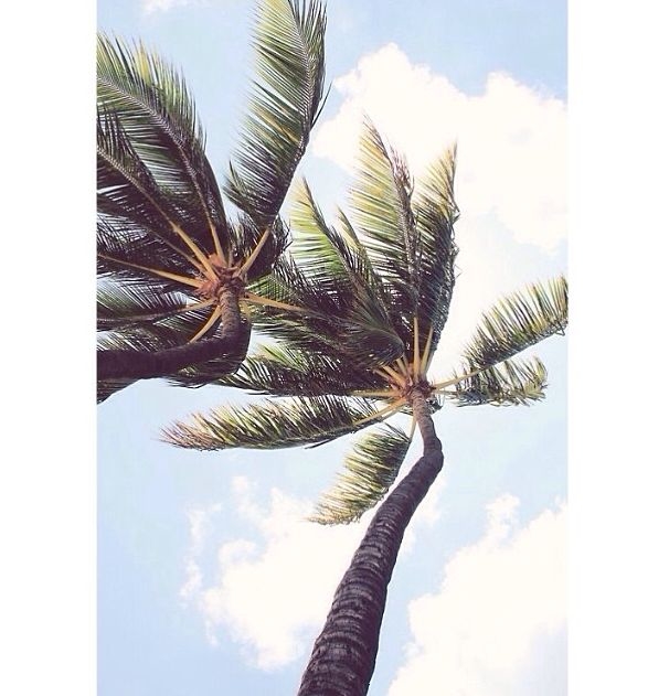 Palm Trees Palm Trees