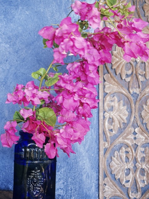 Pink Boungainvilleas Pink Boungainvilleas