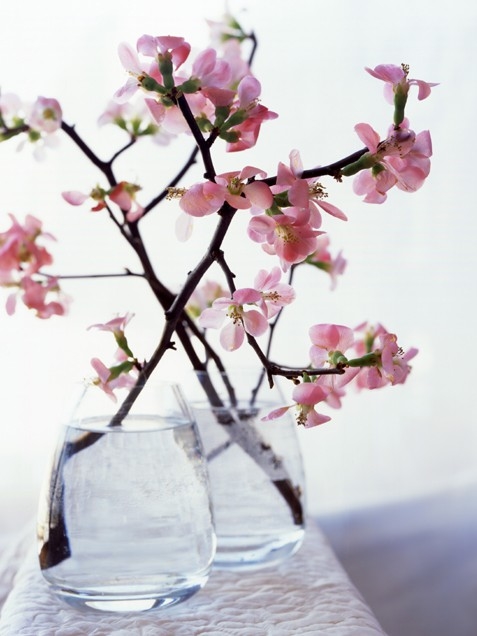 Cherry blossoms Cherry blossoms