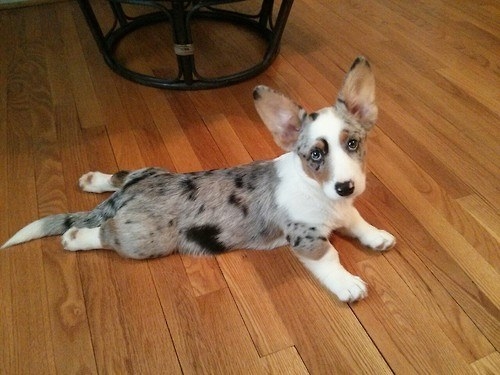 Cute Corgi