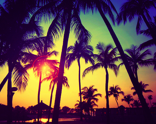 Awesome Palm Trees