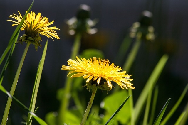 Yellow wild flowers