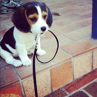 Puppy wants to go for a walk Puppy wants to go for a walk