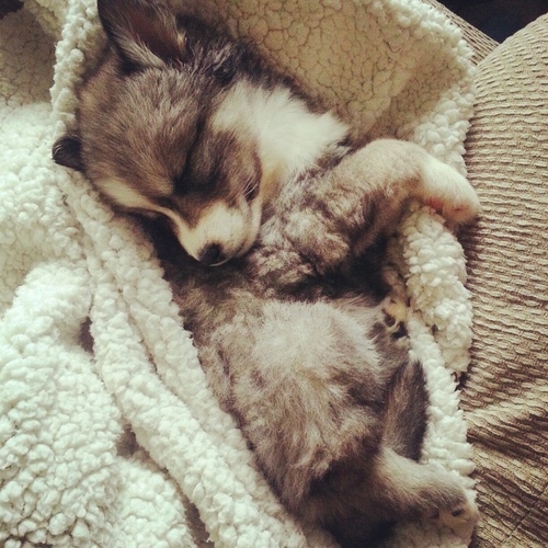 Sweet Sleeping Puppy