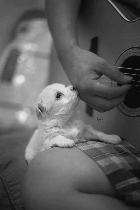 Puppy likes Guitar Music