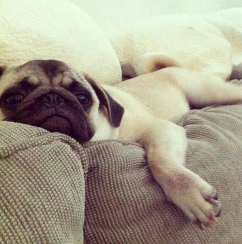 Relaxed Pug