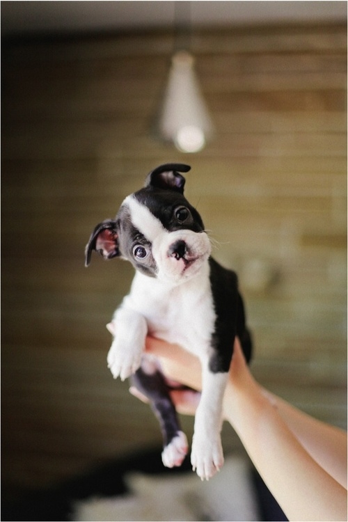 Curious Pup Curious Pup