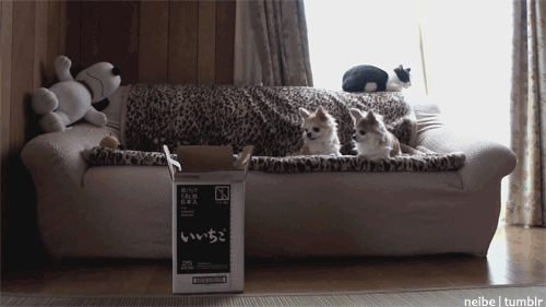 Cat Flip
