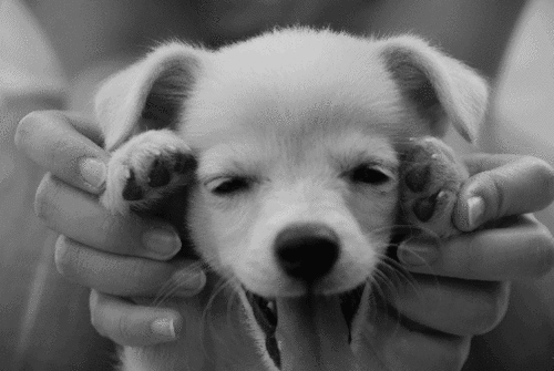 Adorable Puppy Gif Adorable Puppy Gif